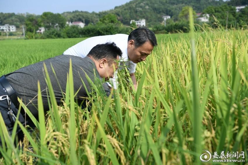 宜春四方井水库最新消息-宜春水库美景绽放